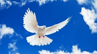 White Dove Blue Sky X