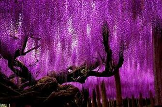 Flowers Wisteria Parks Wallpaper Desktop