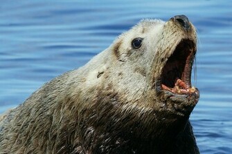 Kelly Sea Lion Wallpaper