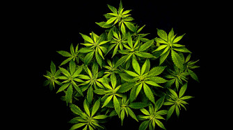 Cool Weed Wallpaper