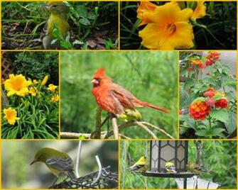 Birds And Blooms Wallpaper Picswallpaper