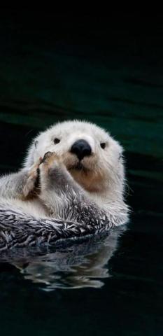 Otter Love Bear iPhone Navy Otters Polar Samsung Sea