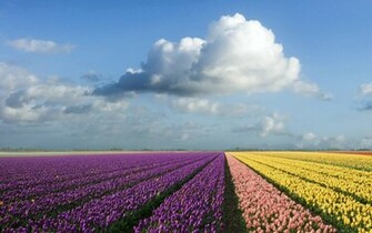 Flower Field Wallpaper