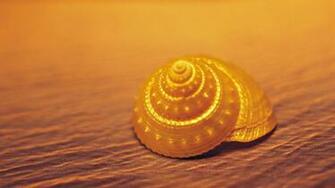 Seashell Wallpaper