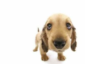 Puppy Wallpaper And Screensavers Weddingdressin