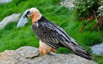 Vulture Computer Wallpaper Desktop Background Id