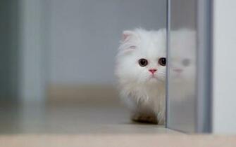 Wallpaper84 Daily Update Fresh Image And Persian Cat HD