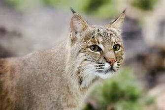 Bobcat Wallpaper Background