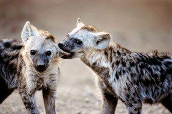 Hyena Wallpaper