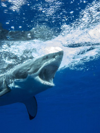 HD Shark Wallpaper iPhone