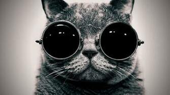 Cat In The Glasses Wallpaper Nature