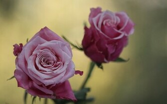 Cute Pink Roses Flowers Wallpaper
