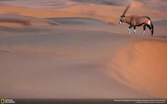 Oryx Wallpaper