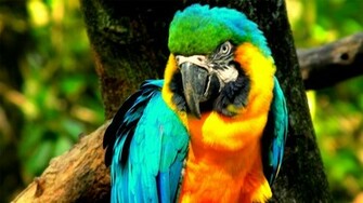 Macaw Parrot Cute Photo Sa Wallpaper