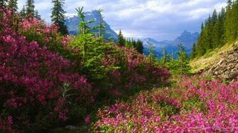 Webshots Wildflowers Banff National Park Alberta