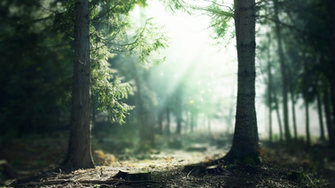 Enchanted Forest Background
