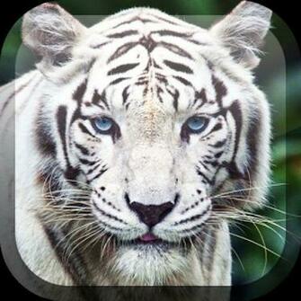 Imagen White Tiger Live Wallpaper 0big Jpg