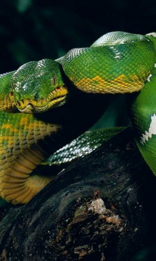 Snakes HD Live Wallpaper For Android