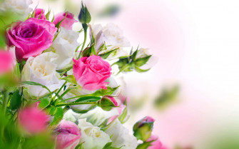 HD Rose Wallpaper