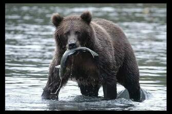 Kodiak Bear Pictures