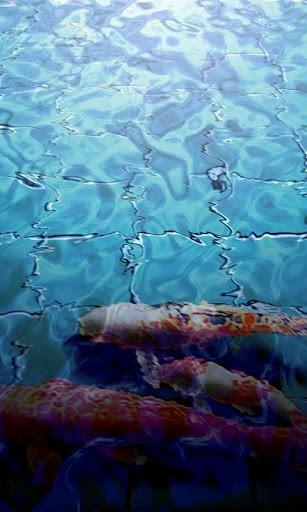 Bigger Koi Fish Live Wallpaper For Android Screenshot