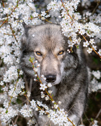 Wild Wolf And Cherry Bunga 4a9llp8mcddmy59v Wallpaper