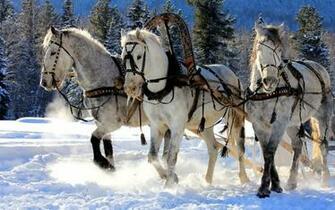 HD Wallpaper Of White Horses Running Fondo