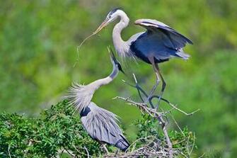 Great Blue Heron Bird Wallpaper Size Amazingpict