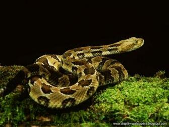 Gallery For Gt Snake Wallpaper