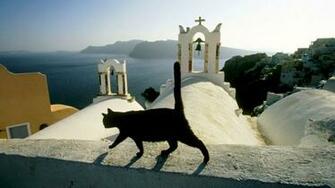 Cats Animals Santorini Islands Greece Wallpaper