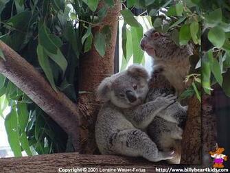 High Definition Wallpaper Photo Koala Html