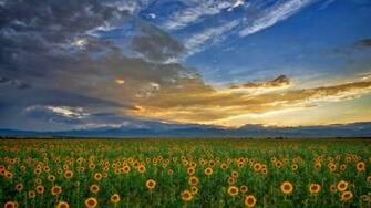 Peaceful HD Wallpaper Mobile
