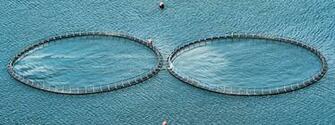 Aquaculture Natural Nutrition Ingredients In Ponds