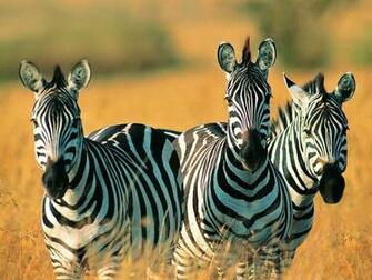 Cute Zebras Wallpaper Wide With High Resolution
