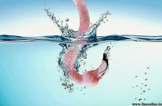 Flamingos HD Wallpaper Inn
