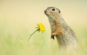 Wallpaper Flower Background Dandelion Rodent Gopher Image For