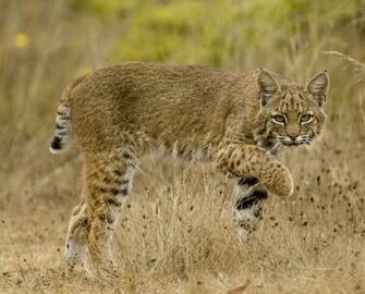 Bobcats Wildlife Amazing Facts Photos The