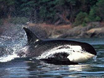 Killer Whale Wallpaper