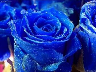 Wallpaper Desktop Flowers HD In Imageci