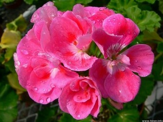 Pink Flowers Wallpaper