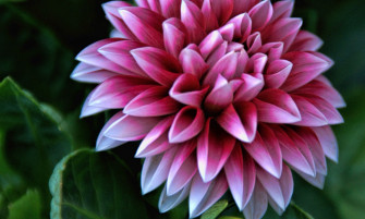 Dahlia Flower HD Wallpaper