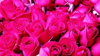 Pink Roses Background