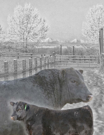Reid Angus Heat Seeker Bull Sale By Coyote Publishing Ltd Issuu