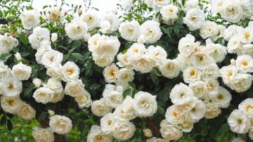 White Wild Roses
