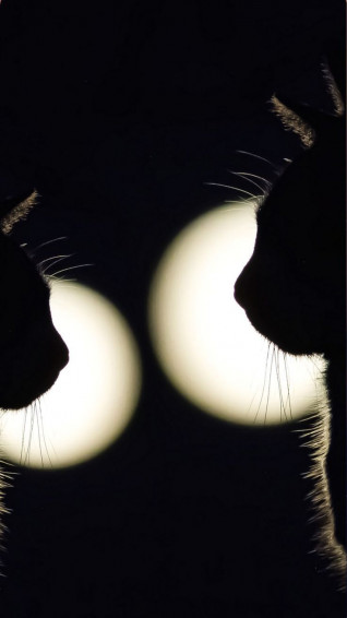 Black Cat Pictures Aesthetic Wallpaper Background For