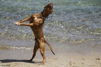 ChristianHDwallpaper Wild Animal Wallpaper