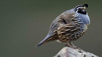 Nexus Wallpaper California Quail Mcphoto Age