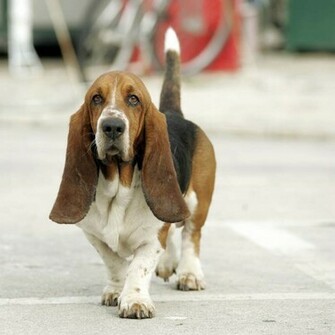 Basset Hound Dog Walking In Town Puppies Wallpaper Picture