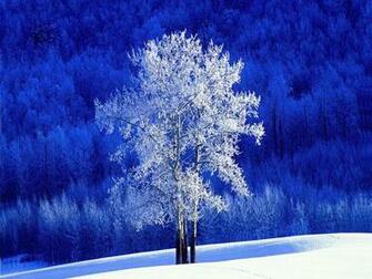 Wallpaper Frosted Aspen Tree Pixel Exotic