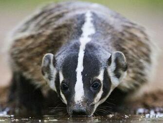 Badger Wallpaper